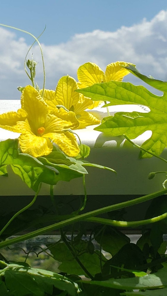 [相片1]阳台上的苦瓜开花。 它在盛夏的阳光下绽放着凉爽的脸庞。