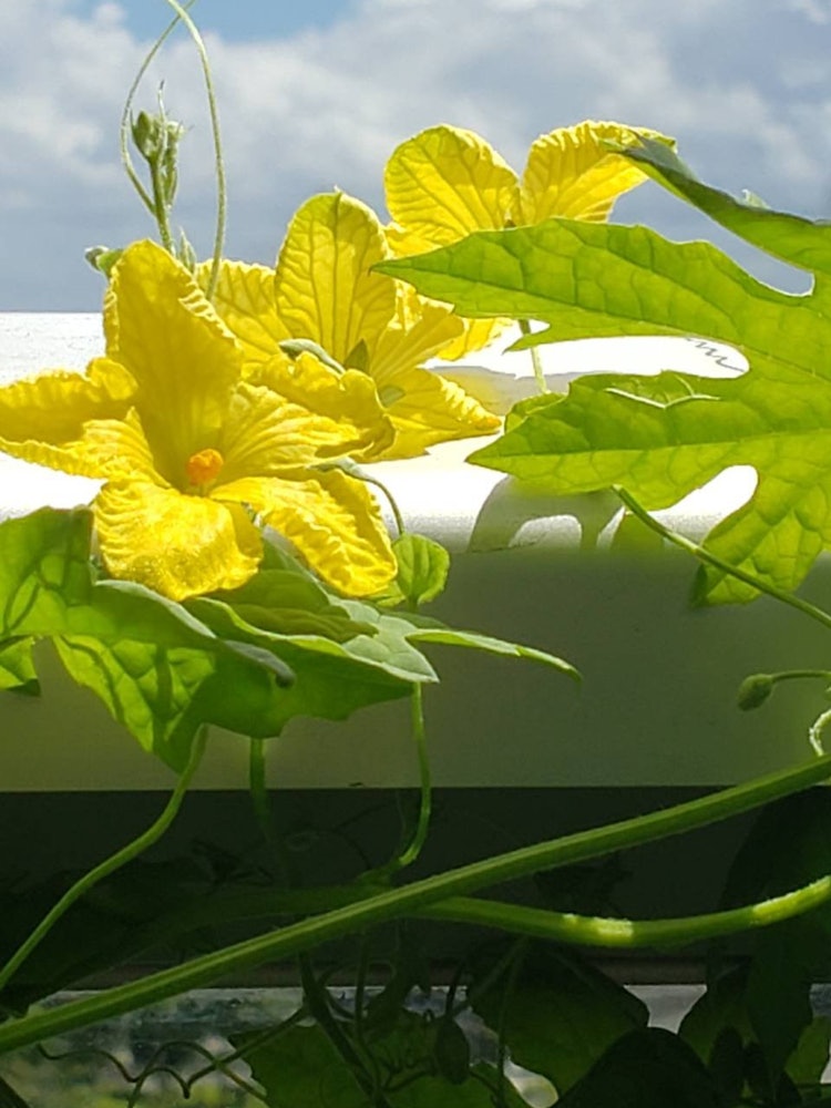 [相片1]陽臺上的苦瓜開花。 它在盛夏的陽光下綻放著涼爽的臉龐。