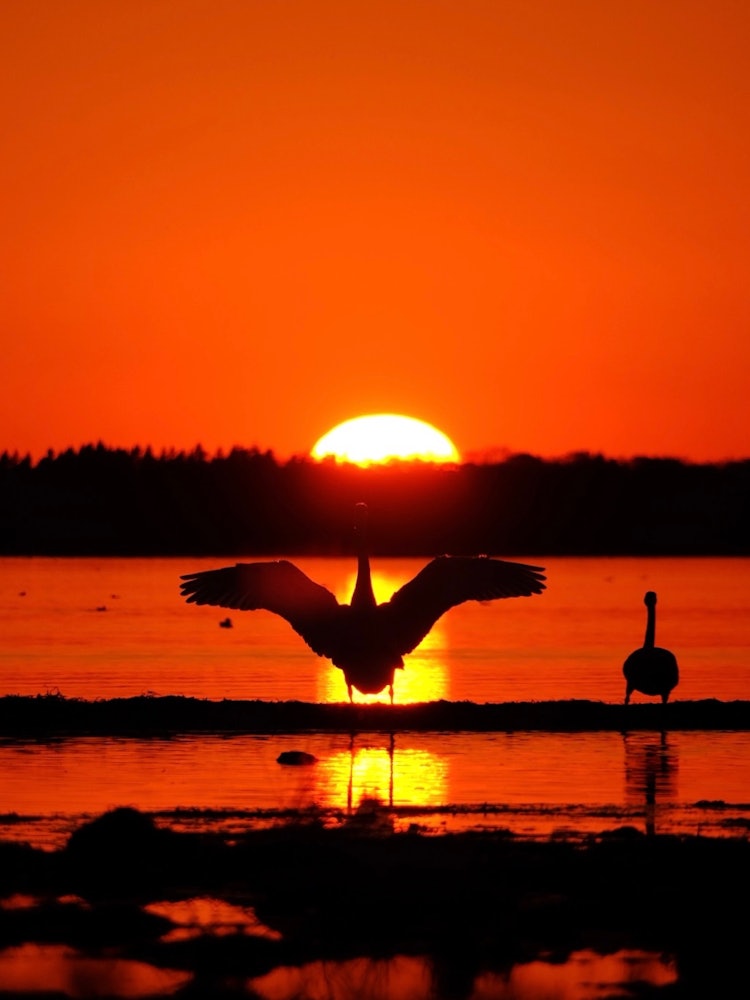 [画像1]秋の夕日に染まる野付半島は野付湾。羽を休める優雅な白鳥もその日に染まると凛々しく輝きます。