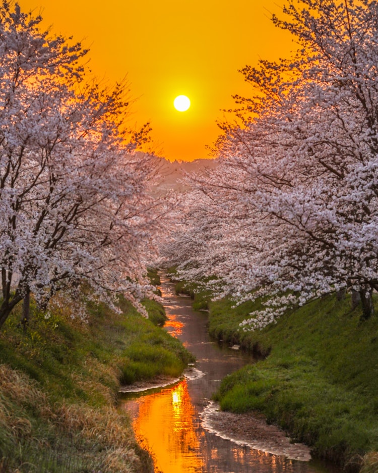 [相片1]島根縣的櫻川顧名思義，它是一條美麗的櫻花河。隨著清晨的陽光...