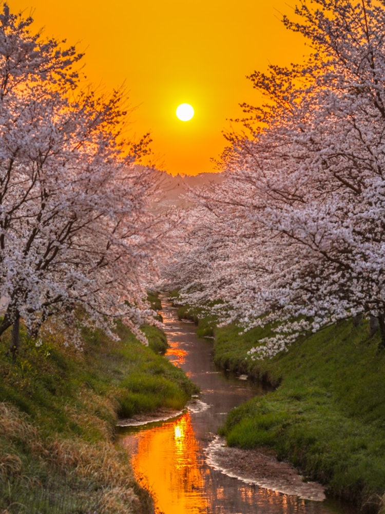 [相片1]島根縣的櫻川顧名思義，它是一條美麗的櫻花河。隨著清晨的陽光...