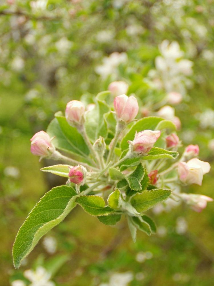 [画像1]長野県松川町にて。南信州はリンゴの産地。リンゴの花もなかなか見ごたえがあります。