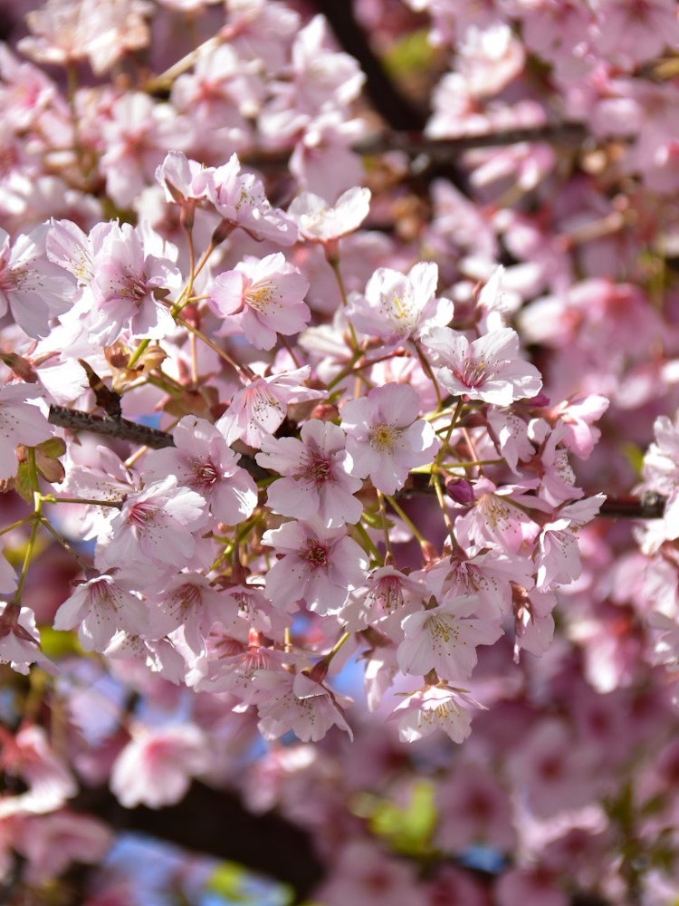 [Image1]When I went to the park, the cherry blossoms were in full bloom! It was full of blooms that made me 
