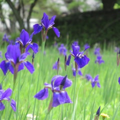 [Image2]The season of irises has come