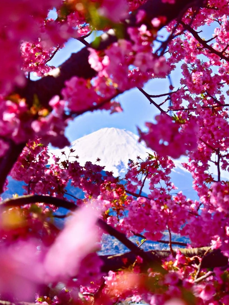 [画像1]富士山が見える場所は、職場でも、自宅の屋上でも、観光地でも、絵のように思えます。去年の春に松田ハーブ園を訪れ、松田への旅行は1回目でしたが、忘れられない旅でした。桜に囲まれた富士山の風光明媚な美しさは