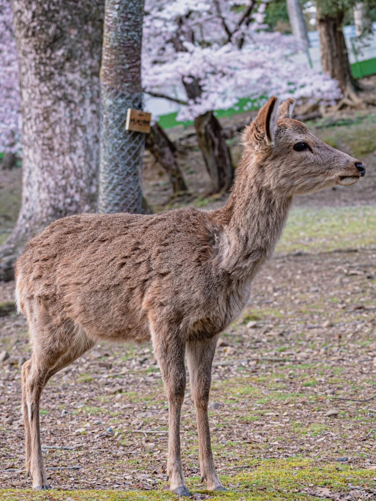 [Image1]Deer Park in Nara City where cherry blossoms are in full bloom.Along with cherry blossoms, you can s