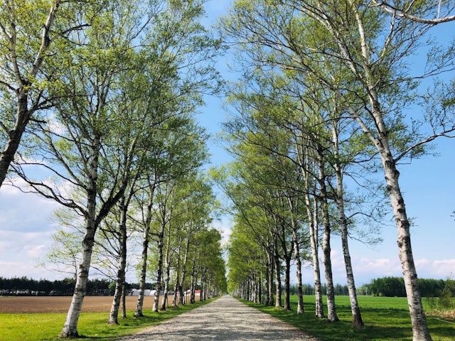 [Image1]It's 🌳 a beautiful season of fresh greenery.This is a row of white birch trees at Tokachi Ranch.The 