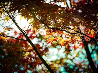[相片2]將奧多摩湖的秋天烙印在眼裡