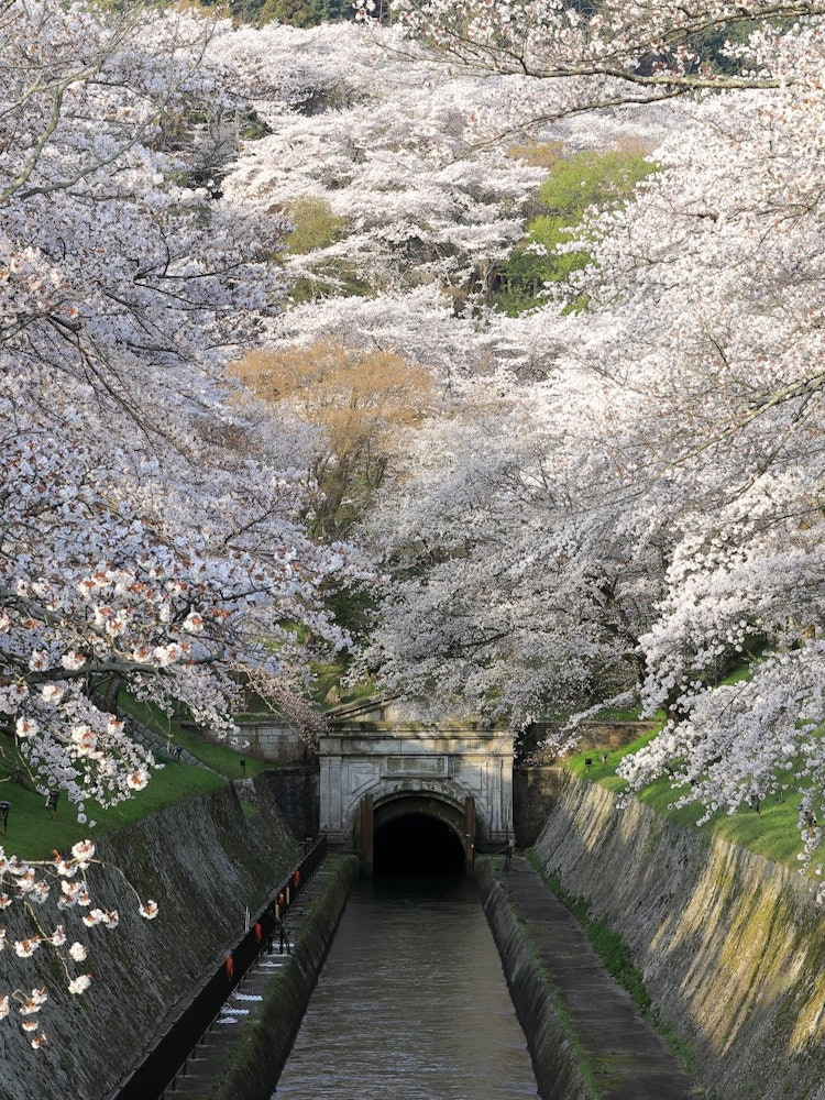 [相片1]這是日本的春天！盛開的櫻花是傑作。從滋賀縣大津市的琵琶湖水眺望，景色確實很棒。