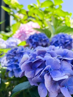 [相片2]【绣球花盛开！ 道路休息站白根道路休息站白根信息中心的绣球花盛开，是参观的最佳时间。 从蓝色到紫色的微妙色调为梅花 时期增添了色彩。
