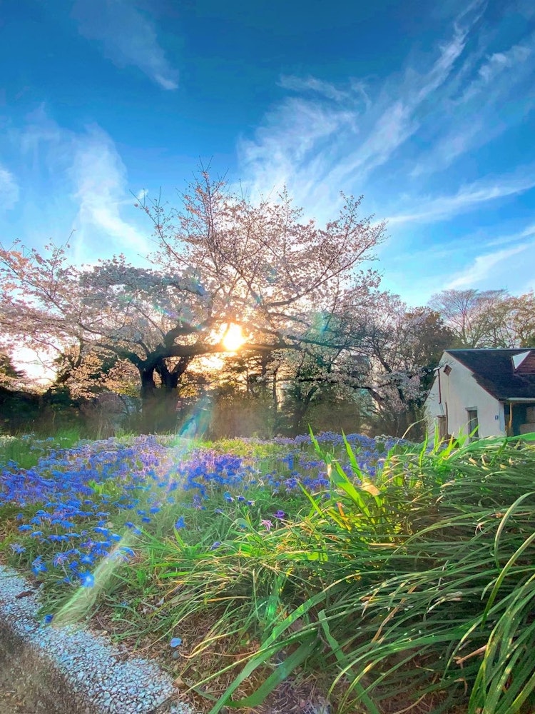 [画像1]桜の木の間からタイミングよく夕日が差し込んだ1枚です。新宿御苑にはこんな場所もあります！