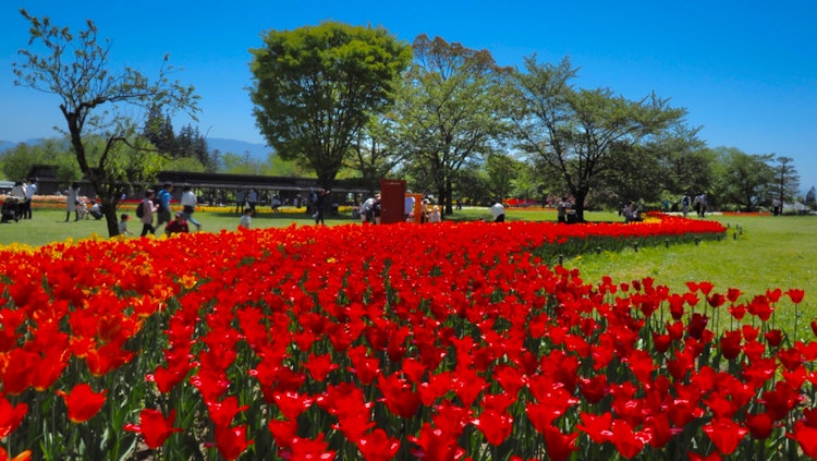 [Image1]April 28, 2024 in Azumino City on a trip to Shinshu,I went to see the tulips in full bloom in the Ho