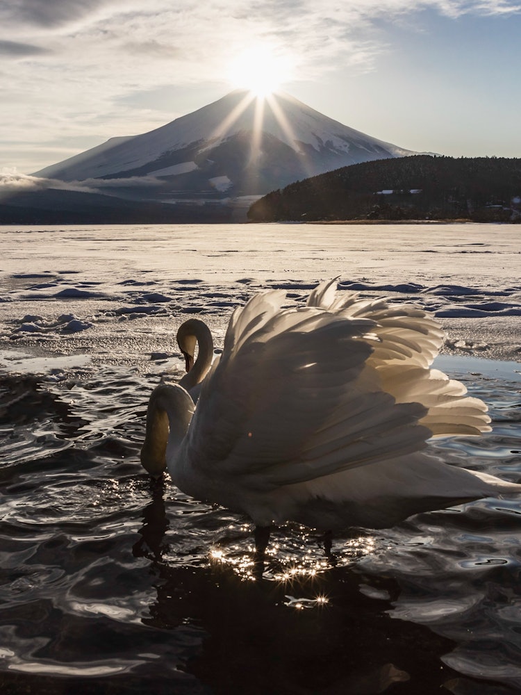 [画像1]白鳥の羽がふわふわ素敵なダイヤモンド富士、美しいです毎年山中湖湖畔にてダイヤモンド富士山見られます。撮影場所：山梨県山中湖村平野湖畔にて