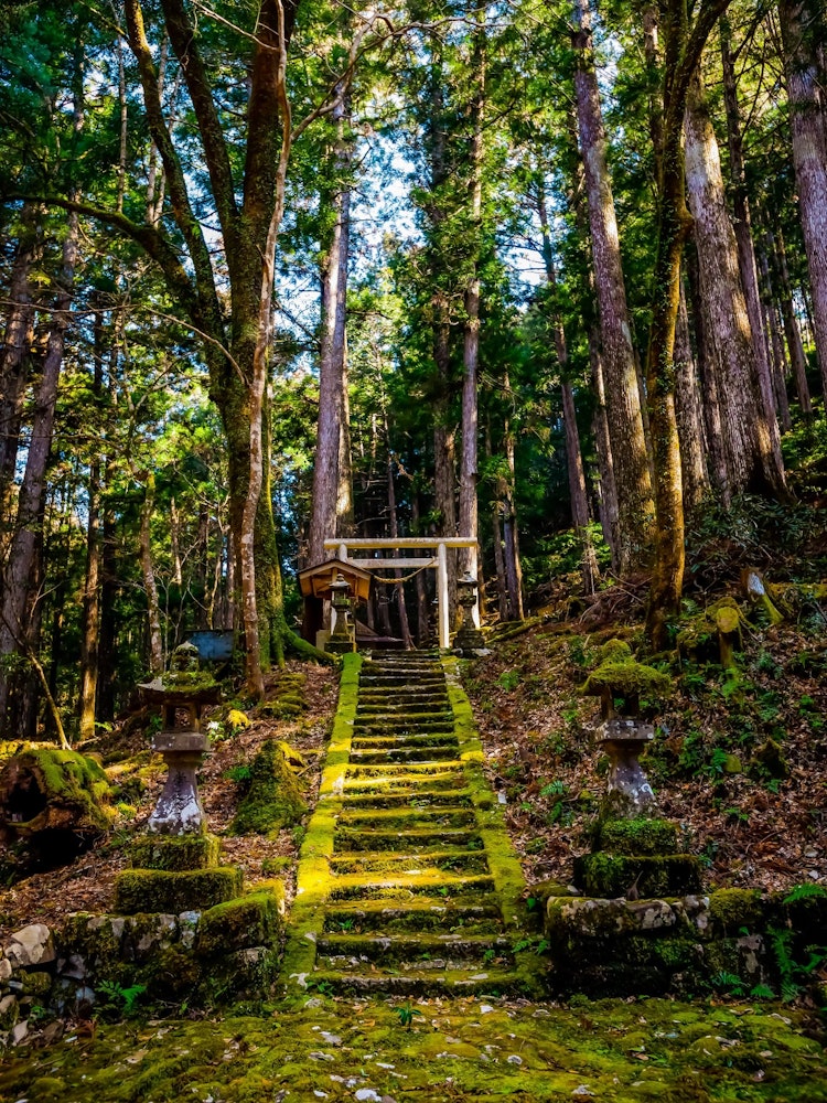 [相片1]梅花盛開的神社。這是熊野市上川町的瀧神社。長滿青苔的樓梯盡頭的鳥居的景色很神秘。攝於2022年2月27日。