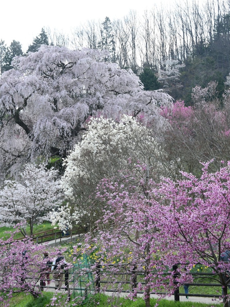 [相片1]真田兵樱一棵有300年历史的下垂樱花树，位于军阀后藤马塔贝的住所。樱花每年都激励着我。盛开的时候，桃花也盛开了，非常漂亮。