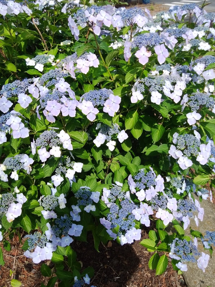 [Image1]It was blooming along the Nagano River that flows through Tochigi City. Hydrangeas are in full bloom
