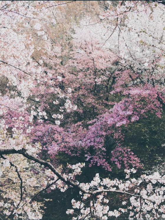 [Image1]This is a cherry blossom photo taken at Otaka Ryokuchi Park in Nagoya City, Aichi Prefecture.When yo