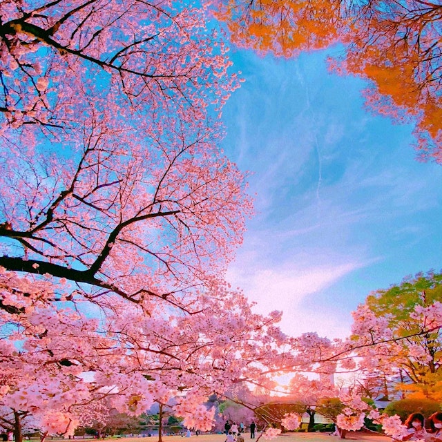 [画像1]夕日の光を浴びる新宿御苑の桜です！上からも、下からも、横からも桜を感じられる1枚です！