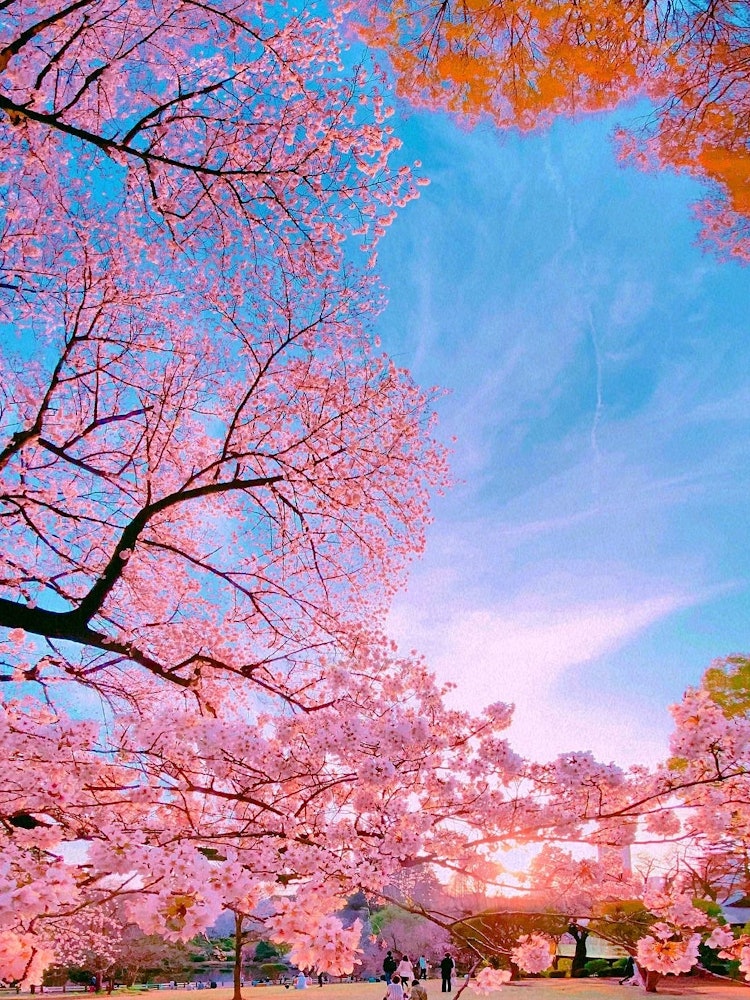 [相片1]这是沐浴在夕阳光芒下的新宿御苑的樱花！从上面，从下面，从侧面是能感受到樱花的一件！