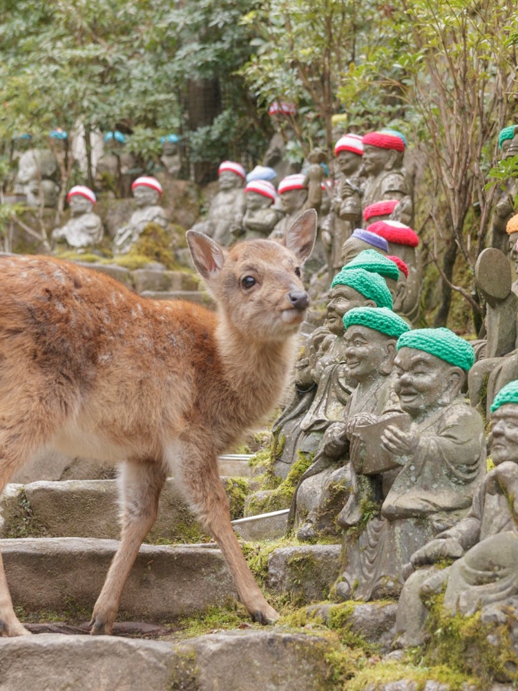 [相片1]它是位于广岛县廿日市宫岛的大圣院。 如果时机合适，您甚至可能会遇到小鹿。