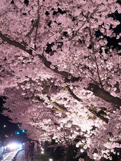 [Image1]I went to the cherry blossom festival in Hirosaki, Aomori Prefecture. I felt the breath of spring in