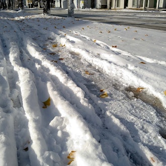 [画像2]札幌に雪が降りました。もう冬ですね。イチョウが雪にほんのり埋もれていました。