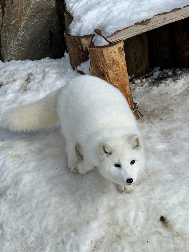 [相片1]北极狐