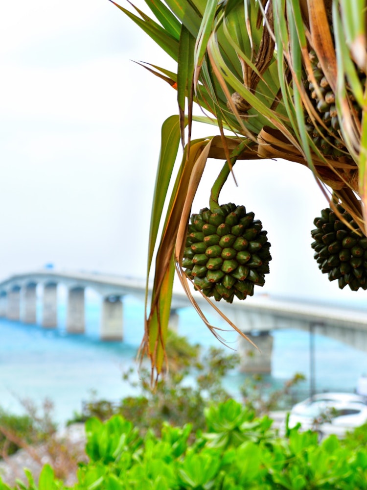 [Image1]📍 Okinawa / Kouri Bridge