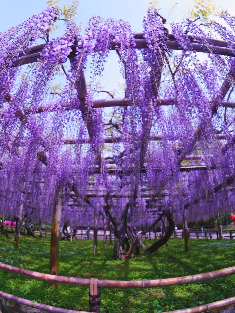 [画像1]京都の平等院にある藤棚です。４月中旬～下旬に素晴らしい藤の花を見ることができます。