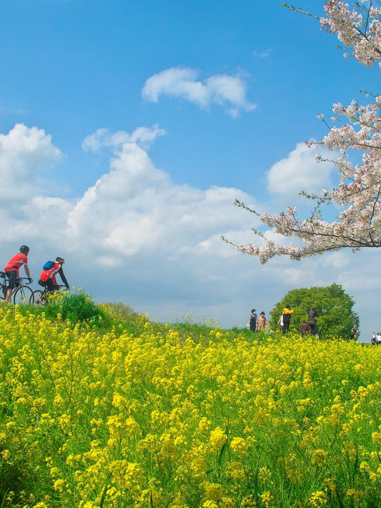 [Image1]It is a cherry blossom in Kumagaya City, Saitama Prefecture