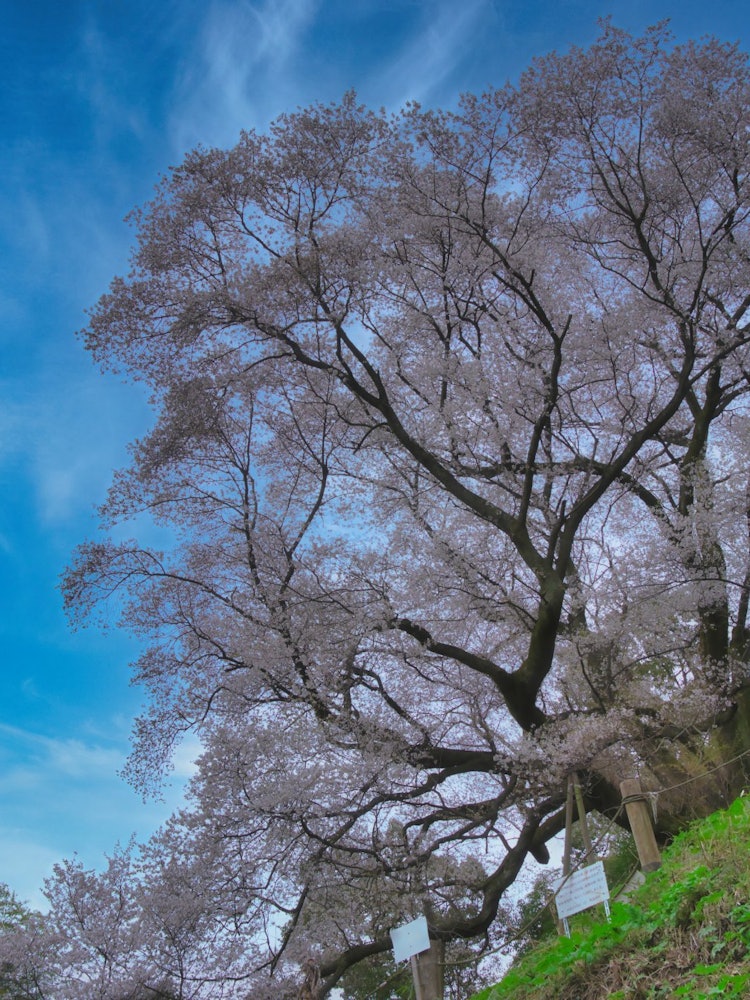 [Image1]It is the cherry blossoms of the Okusako River in Okayama.It was a local secret spot, and the big ch