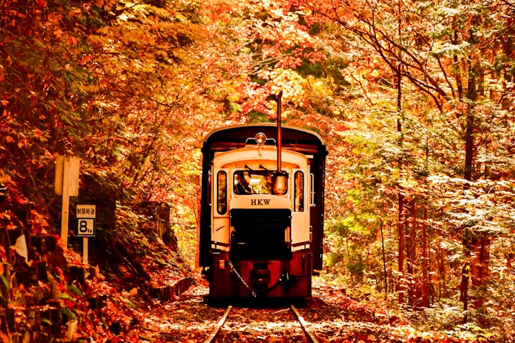 [相片1]它是位于长野县赤泽自然游乐林中的赤泽森林铁路。我拍摄了♡在秋叶隧道中运行的无轨电车ᴗ̈*⑅୨୧无论您是骑车还是拍照，这里都是您可以享受秋天的好地方❀