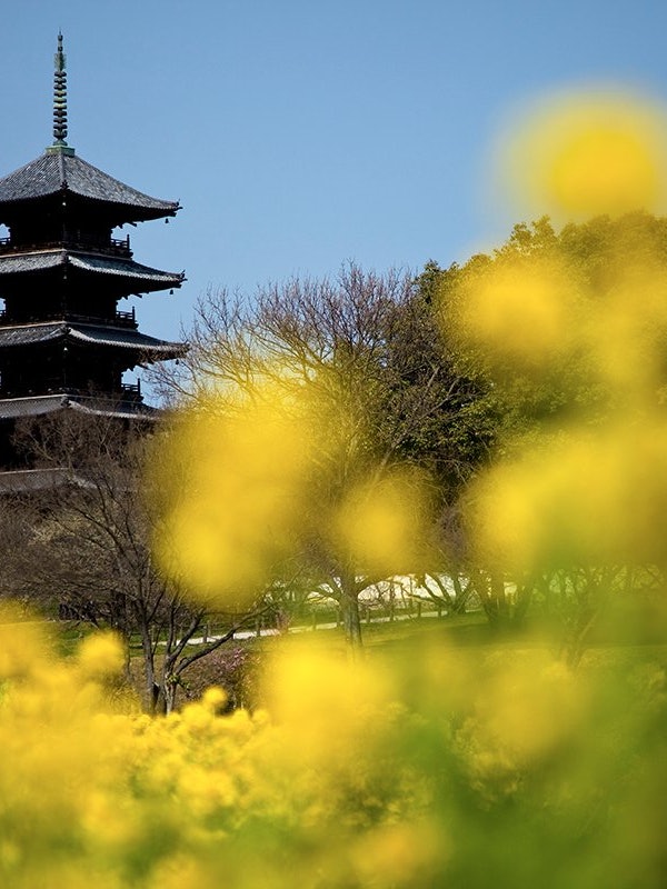 [Image1]Binchuku Branch Temple in Soja City, Okayama Prefecture. In spring, flowers bloom in the rapeseed fi