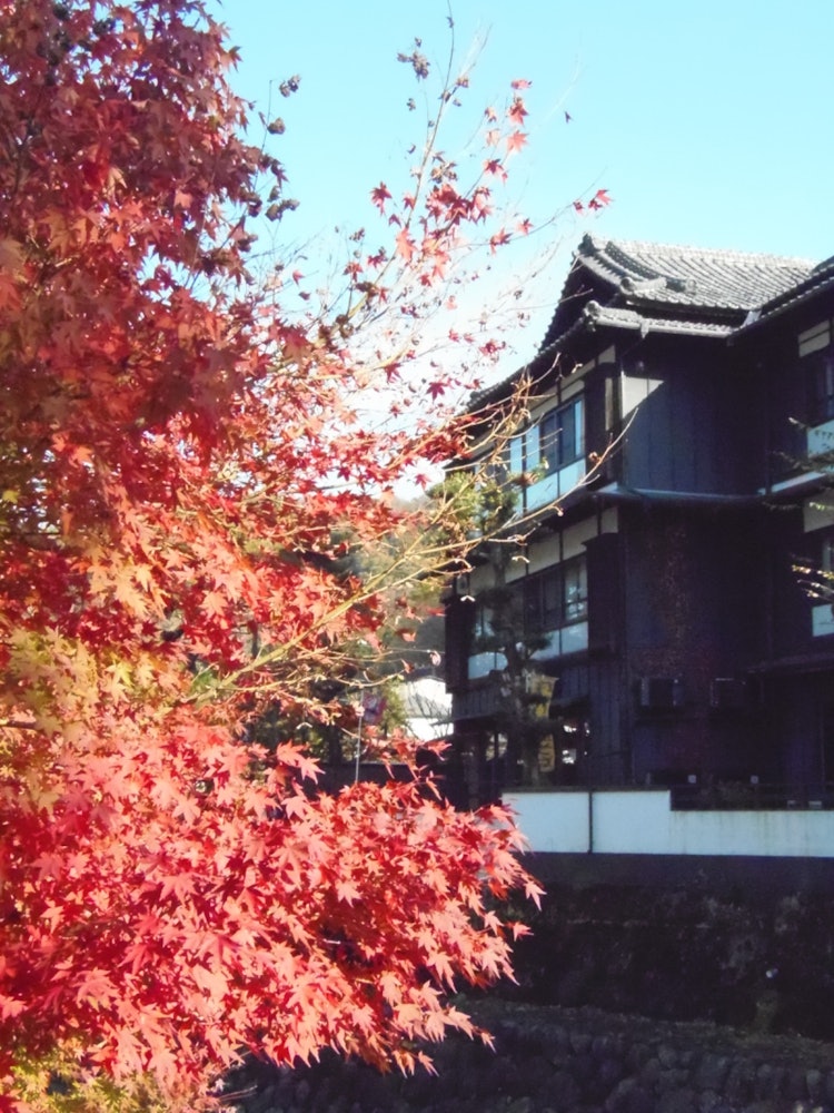 [画像1]静岡県の修善寺で撮影した写真です。 紅葉シーズン真っ只中でした🍁