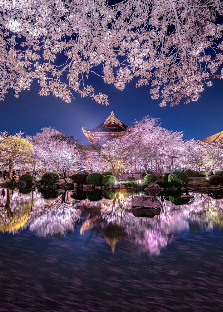 [相片1]京都府京都市东寺的夜间樱花点灯活动 🌸夜晚的樱花在池塘的水中点亮它像水镜一样倒映，是最美的~😃💕🌸✨✨✨