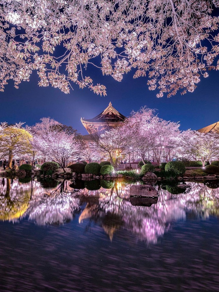 [이미지1]교토시, 교토부도지(東寺)의 밤 벚꽃 일루미네이션 🌸연못의 물에 라이트 업된 밤의 벚꽃물 거울처럼 비쳐서 가장 아름다웠어요~😃💕🌸✨✨✨