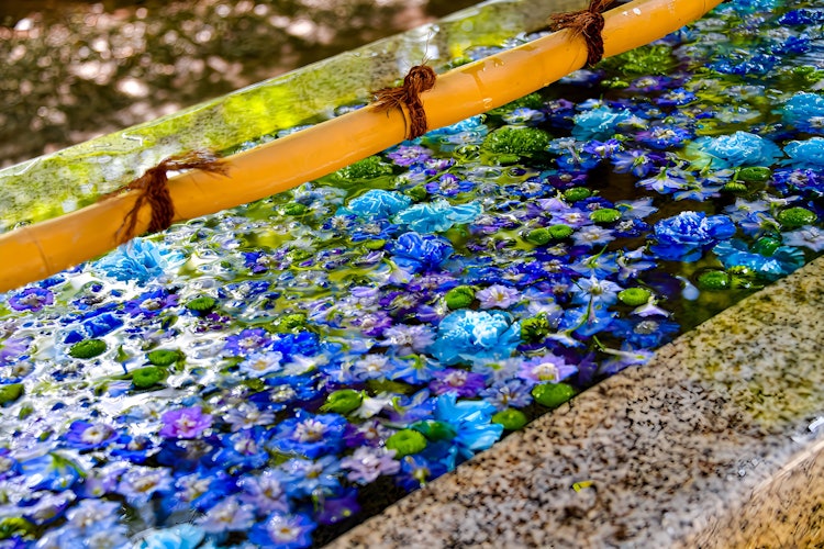 [相片1]高尾山药王院的[手津社]开满了鲜花。当我😄在炎热的天气里攀登时，这部作品让我感到凉爽了一点。
