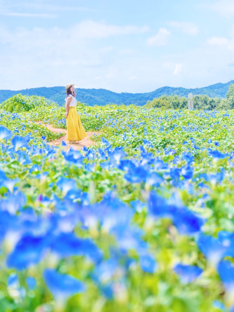[Image1]Hiroshima Sera Town(Recommended spots in Hiroshima)#Flower Village 👈 @kamunosato Put Heavenly Blue, 