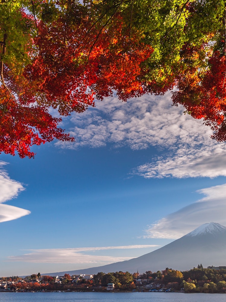 [Image1]Sky on a sunny autumn dayFuji in autumn is cool and comfortableThe colors of the autumn leaves are g