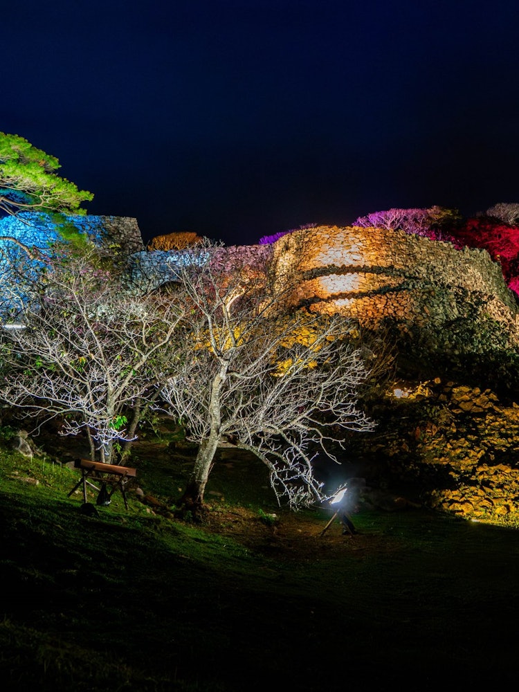 [Image1]World Heritage Site Nakijin Castle Ruins Wall Illumination / Nakijin Gusuku Cherry Blossom Festival 