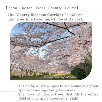 [Image2]Spring in full bloom! Experience an impressive experience at the 400m 