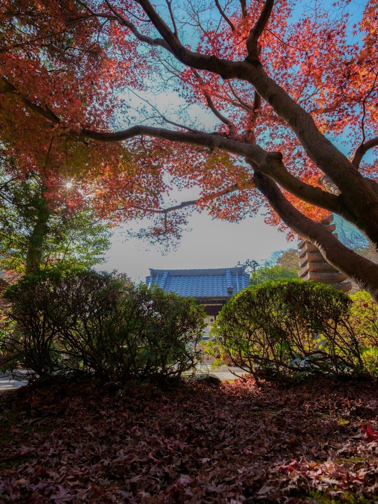 [Image1]It is the beautiful autumn leaves of Kamakura Kakuenji.