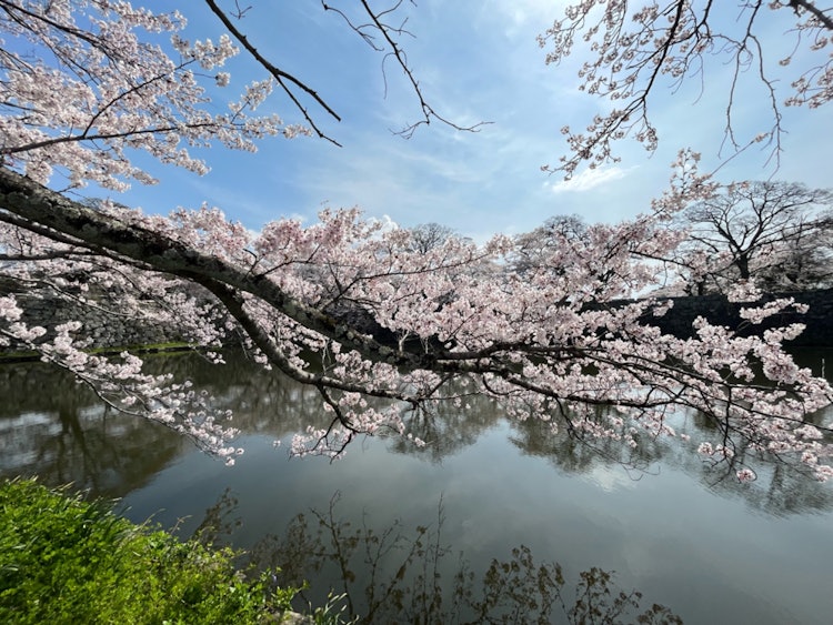 [相片1]滋贺县城下町彦根的樱花照片 🌸🌸🌸好！ 如果您考虑一下，请按🙇 ♀️“赞”按钮