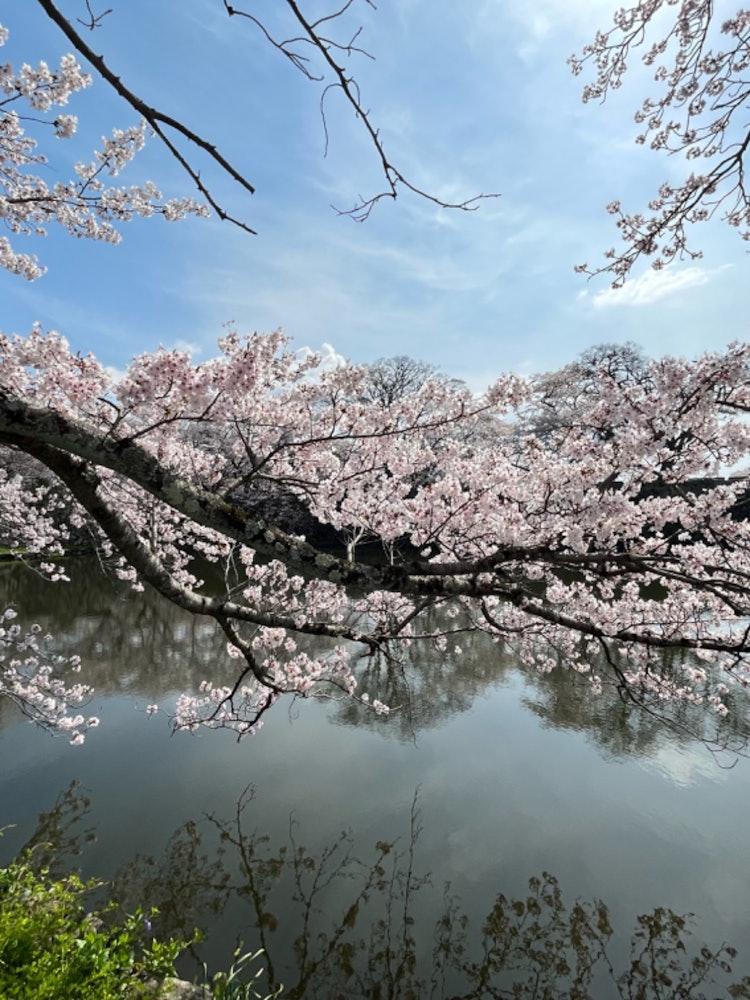 [이미지1]히코네, 시가(현) 성곽 마을의 벚꽃 사진 🌸🌸🌸좋다! 생각하신다면 좋아요 버튼을 눌러🙇 ♀️주세요