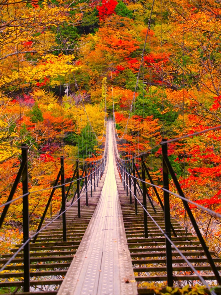 [相片1]我非常满意地看到从静冈县畑木大坝步行约40分钟的畑木吊桥，以及照片中秋叶的壮丽景色。