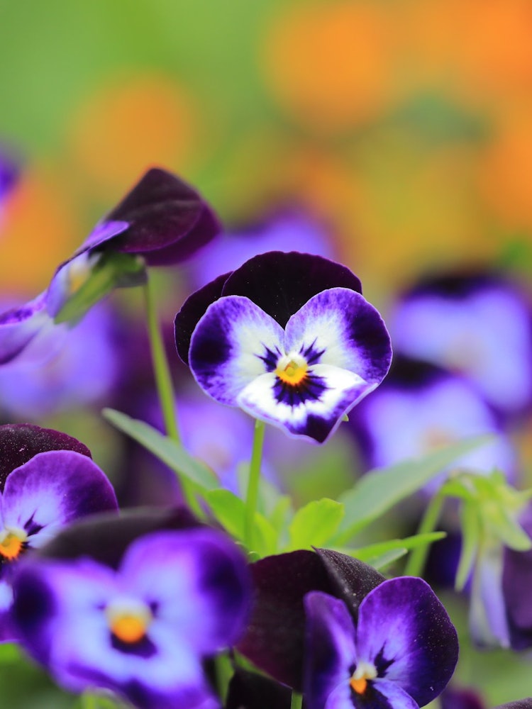 [画像1]花壇の惹きたて役さんビオラの花言葉「少女の心」「信頼」「物思い」紫色の花言葉は、「思慮深さ」「誠実」「揺るがない魂」です。力強い「揺るがない魂」という意味は、小さいのに丈夫な植物であること。ハートなビ