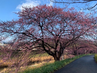 [相片1]2.7 南之櫻（Kawazu Sakura）在開花晚的地方，開花3~5分鐘最早是盛開（8分鐘~盛開）。不幸的是，對於那些計劃在 2 月下旬這樣做的人來說，它很有可能在 2 月分散。