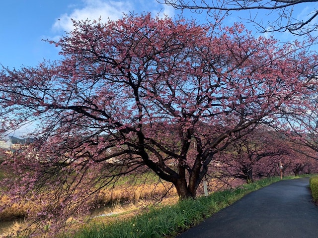 [画像1]2.7 みなみの桜（河津桜）咲きが遅いところでは3～5分咲早いところでは見頃（8分～満開）となっております。予定を2月下旬頃にたてている方には残念ですが、2月中には散ってしまう可能性が高いです。