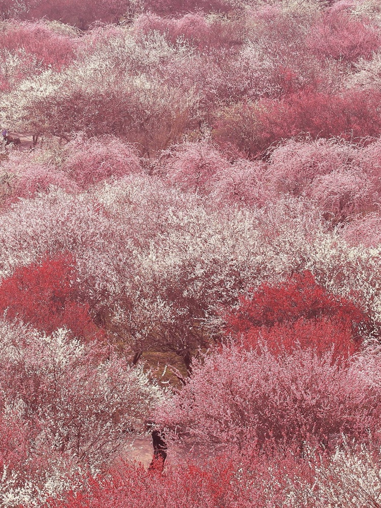 [Image1]The plum blossom feast was beautiful in Mie Prefecture.