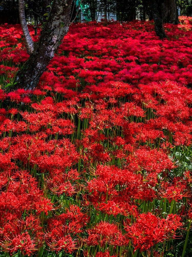 [Image1]Kawahigashi Park in Maniwa City, Okayama Prefecture is a red spider liliies colony, and beautiful fl